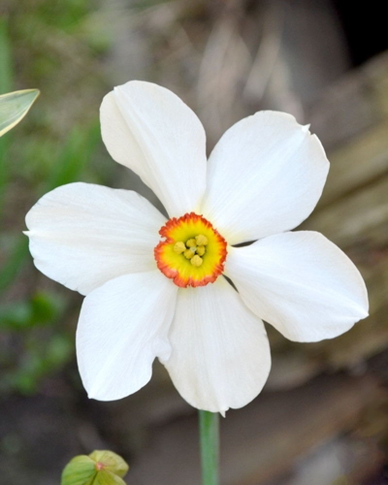 narcis met een breed, sneeuwwit bloemdek dat wordt geaccentueerd door een kleine, gele kroon en rode randjes